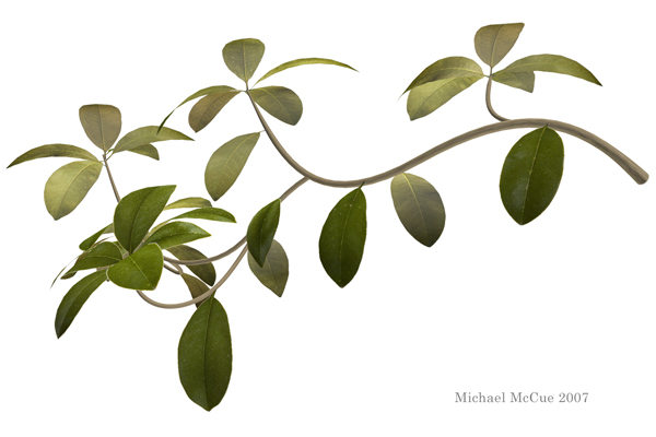 This is an illustration of a branch from a Southern Magnolia tree.